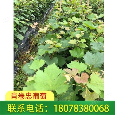 梧州葡萄种植-广西妮娜皇后葡萄苗100株起批