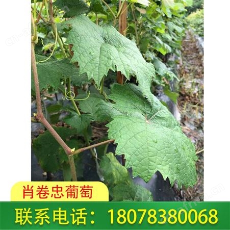 葡萄种植 广西北海 阳光玫瑰葡萄苗价格实惠