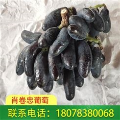桂林蓝宝石葡萄销售价格请致电咨询