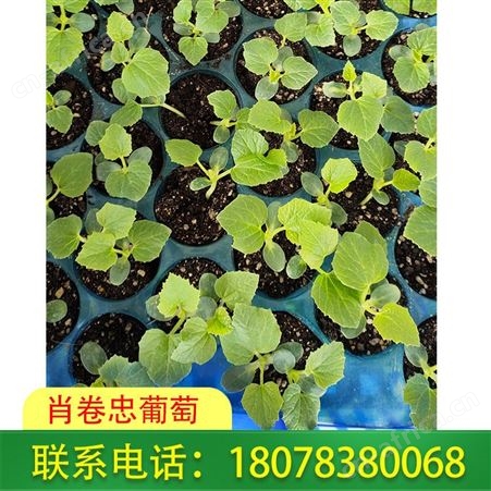广西资源天山美西瓜苗根系发达，欢迎订购