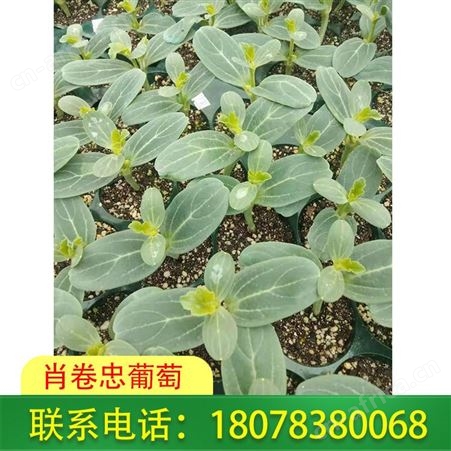 钦州天山美西瓜苗 甜瓜苗批发量大价格优