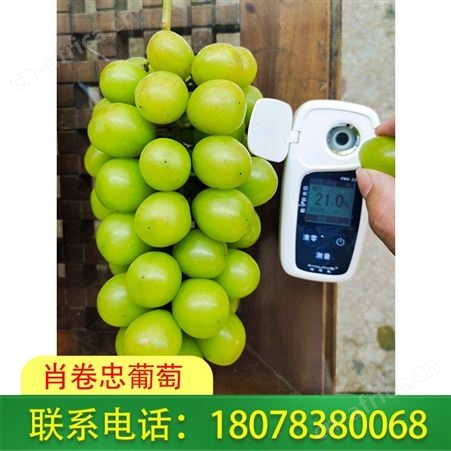 广西桂林阳光玫瑰葡萄一箱六斤装，价格合理