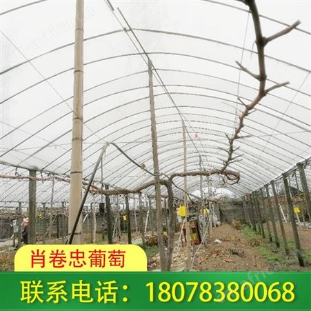 兴安水泥杆批发_罗汉果搭棚架厂家欢迎您