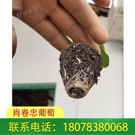 广西灌阳营养杯育西瓜苗忌老小苗移栽