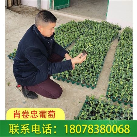 钦州天山美西瓜苗 甜瓜苗批发量大价格优