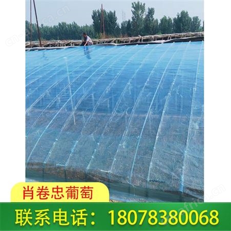 广西聚乙烯葡萄常用膜-柑橘膜抗老化