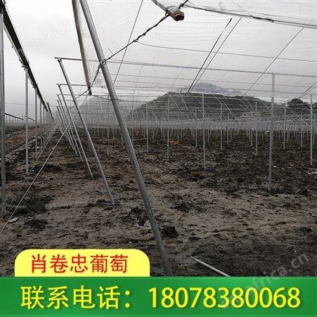百色钢管大棚_广西钢架大棚搭设请致电了解详情