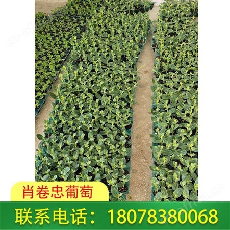 灌阳大小甜王西瓜苗长势强健，可大量批发