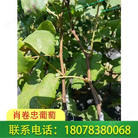 广西桂林妮娜公主苗 肖卷忠葡萄园在线报价