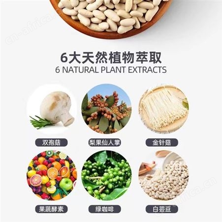 道养智益生元oem贴牌定制加工双孢菇酵素压片糖果