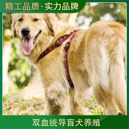 双血统导盲犬养殖 规格成年 性别公、母 发货时间48小时