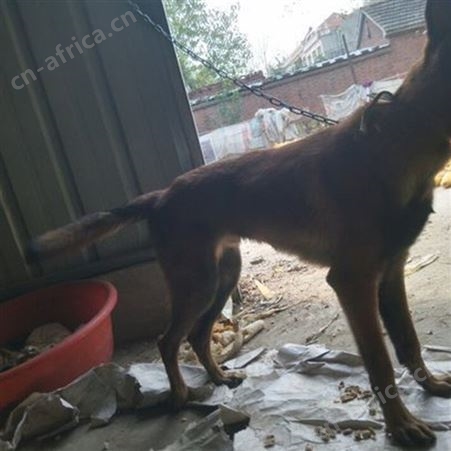 改良散养双血统成年马犬养殖 抗病能力强 科学饲养