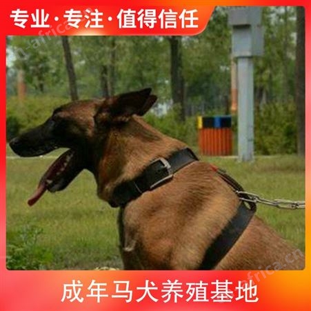 成年马犬养殖基地 品种马里努阿犬 体长50cm 体重28kg