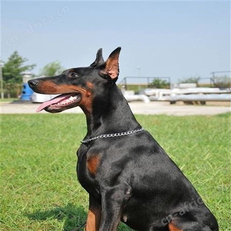 立耳成年杜宾犬 活体散养杜宾幼犬 生长发育快 好养易活
