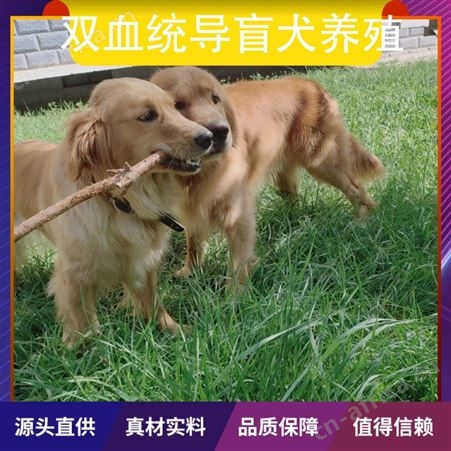 双血统导盲犬养殖 规格成年 性别公、母 发货时间48小时