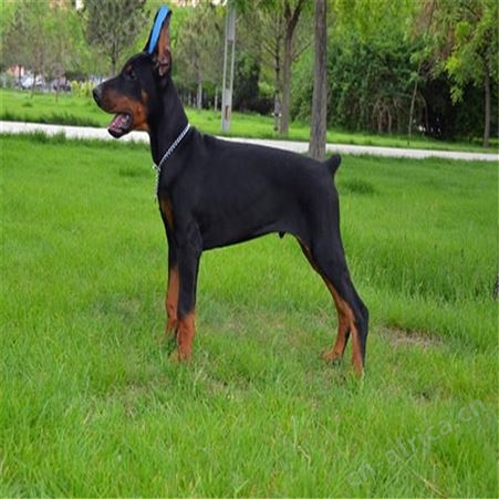 立耳成年杜宾犬 活体散养杜宾幼犬 生长发育快 好养易活