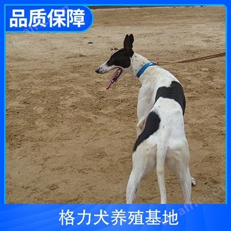 格力犬养殖基地 公母均有 体长100cm 胸围37cm 管围48cm