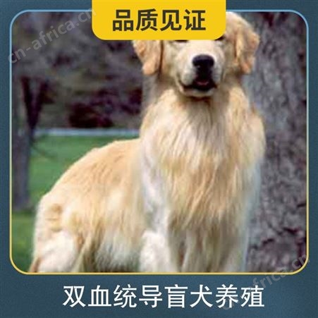双血统导盲犬养殖 规格成年 性别公、母 发货时间48小时