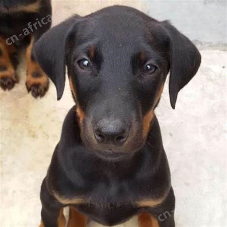 散养双血统德系杜宾犬幼犬 成年立耳护卫犬 适应能力强 体格健壮
