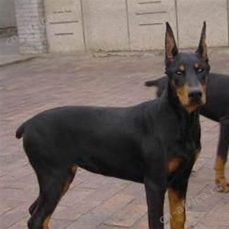 散养双血统德系杜宾犬幼犬 成年立耳护卫犬 适应能力强 体格健壮