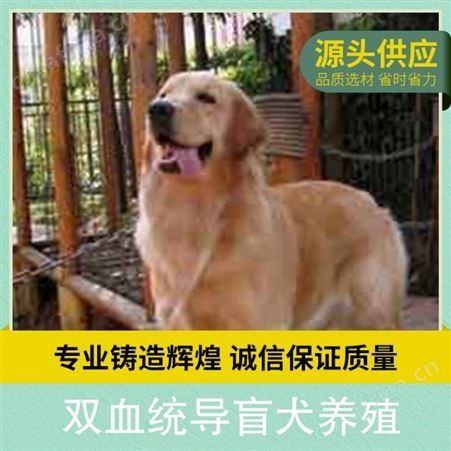 双血统导盲犬养殖 规格成年 性别公、母 发货时间48小时