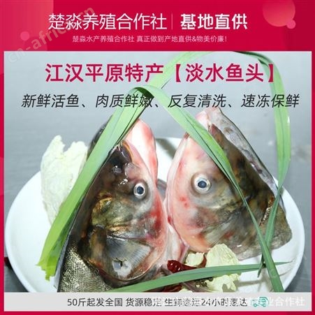 大头鱼头胖鱼带肉大500克/头酒楼商用潜江真空包装单冷冻剁椒鱼头
