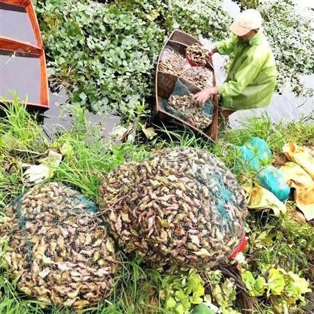 新鲜老菱角洪湖菱角5斤凌角应季黑棱角红青菱角粉糯包邮