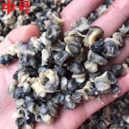 橙臻鲜田螺肉洪泽湖现挑新鲜螺肉螺蛳肉螺丝肉真空包装小螺蛳肉1斤装