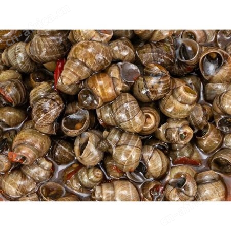 海乐星香辣田螺360g即食螺丝肉海鲜零食唆螺泥螺鲜活熟食麻辣螺蛳香辣田螺【1罐】