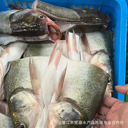 大头鱼头胖鱼带肉大500克/头酒楼商用潜江真空包装单冷冻剁椒鱼头