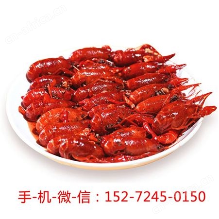 德炎麻辣小龙虾速冻调味小龙虾加热即食3-5钱/只 800克/盒 冷冻