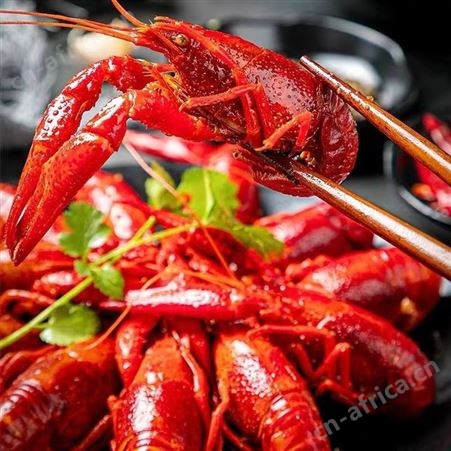 麻辣小龙虾熟食小海鲜鲜活烧制即食小龙虾真空包装大号龙虾香辣味品质好