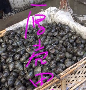 优质鲜活厚壳田螺泥螺生鲜水产养殖湖泊现捞现卖龙虾大闸蟹等都有