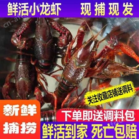 小龙虾活体鲜活清水鲜活25斤装洪泽湖新鲜青壳虾红头虾