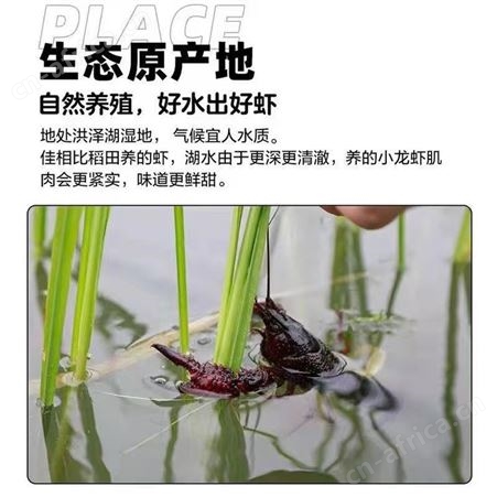 大个麻辣小龙虾十三香蒜蓉龙虾加热即食熟食盒装龙虾鲜活烧制大虾