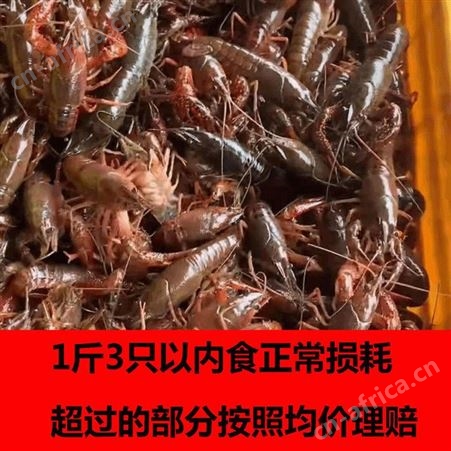 纯青小龙虾薄壳青龙清水虾鲜活现货活体活龙虾馆供货