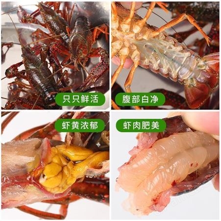 纯青小龙虾薄壳青龙清水虾鲜活现货活体活龙虾馆供货
