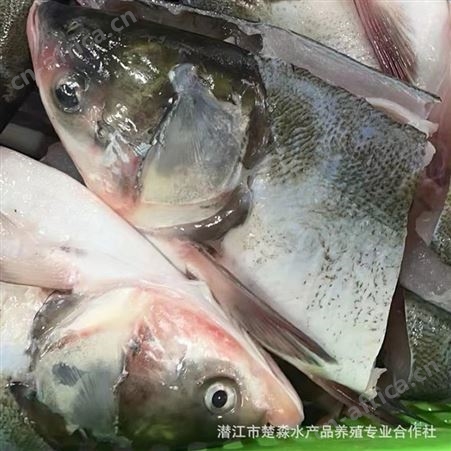 大头鱼头胖鱼带肉大500克/头酒楼商用潜江真空包装单冷冻剁椒鱼头