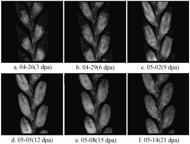冬小麦灌浆期-低场核磁分析技术 冬小麦灌浆期-低场核磁分析技术