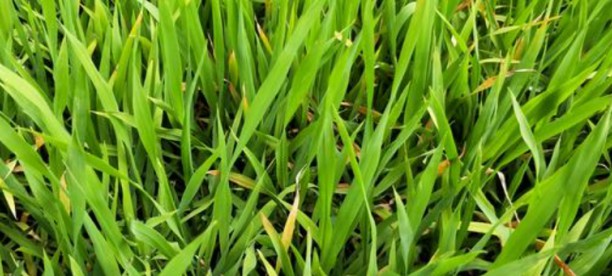 水稻冷胁迫研究-低场核磁法 水稻冷胁迫研究-低场核磁法