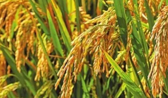 水稻籽粒灌浆过程-低场核磁法研究 水稻籽粒灌浆过程-低场核磁法研究